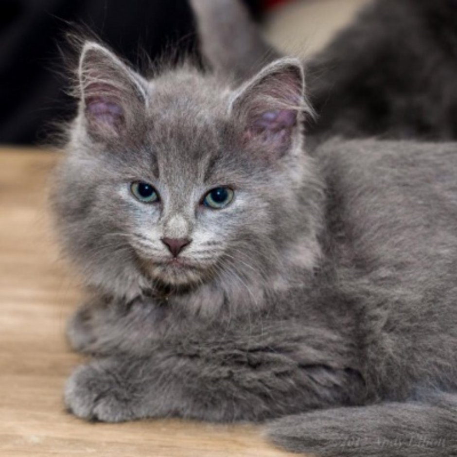 Нибелунг смесь с британцем