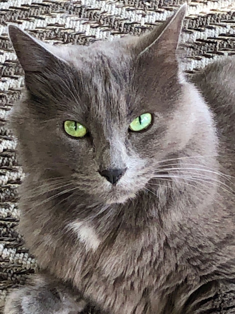 Самые красивые подарки на свете кот Нибелунг