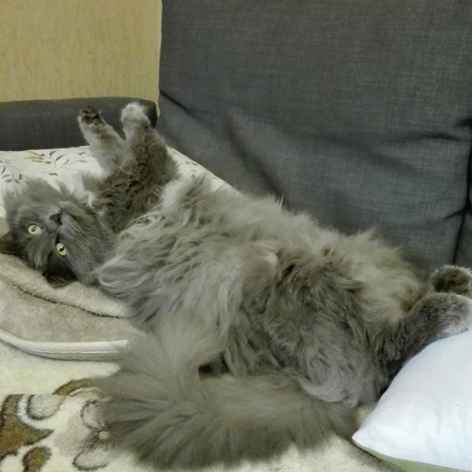 Нибелунг трехцветная кошка