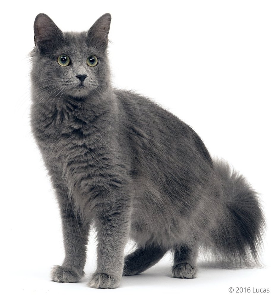 Нибелунг порода кошек