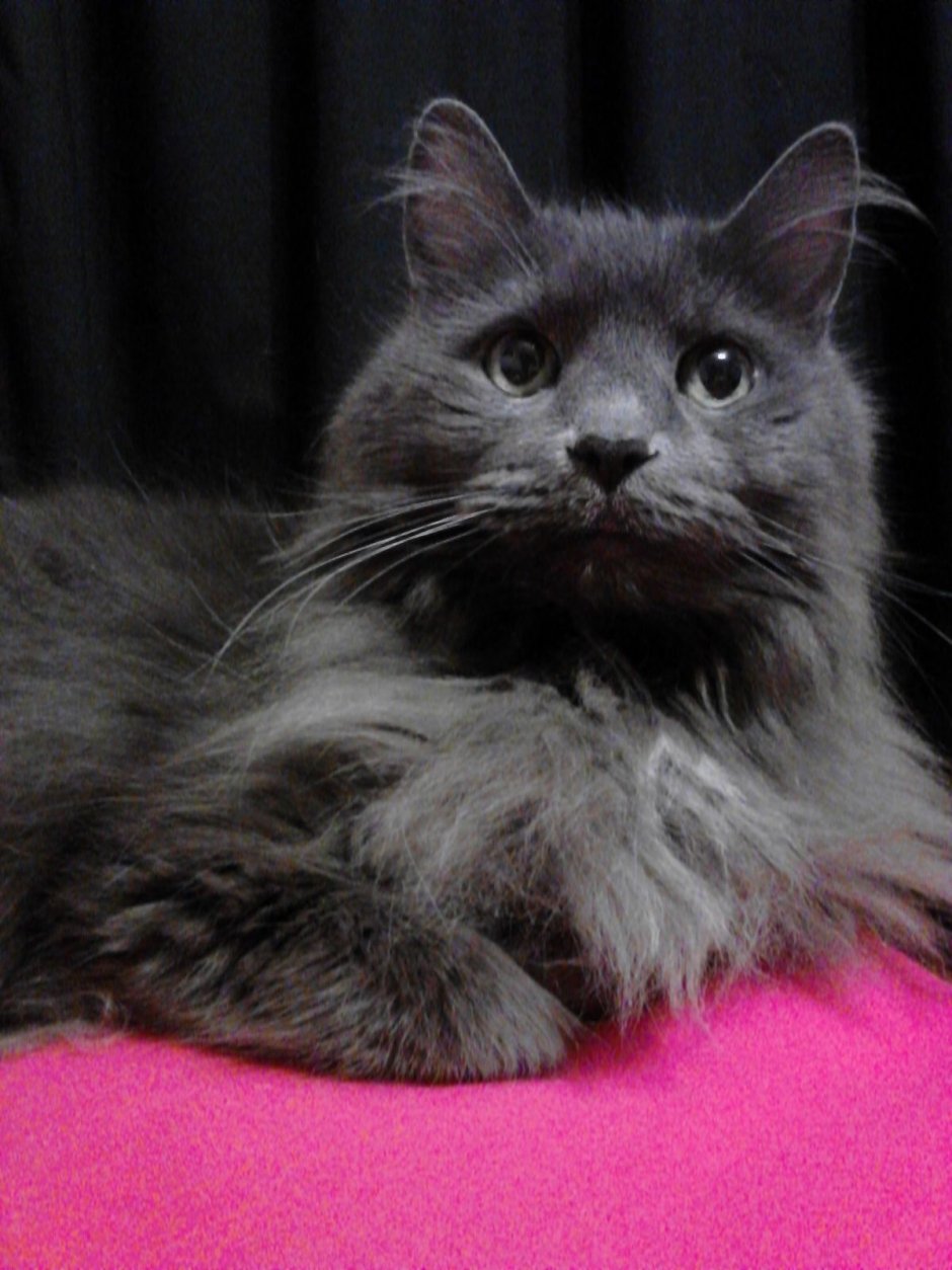 Нибелунг порода