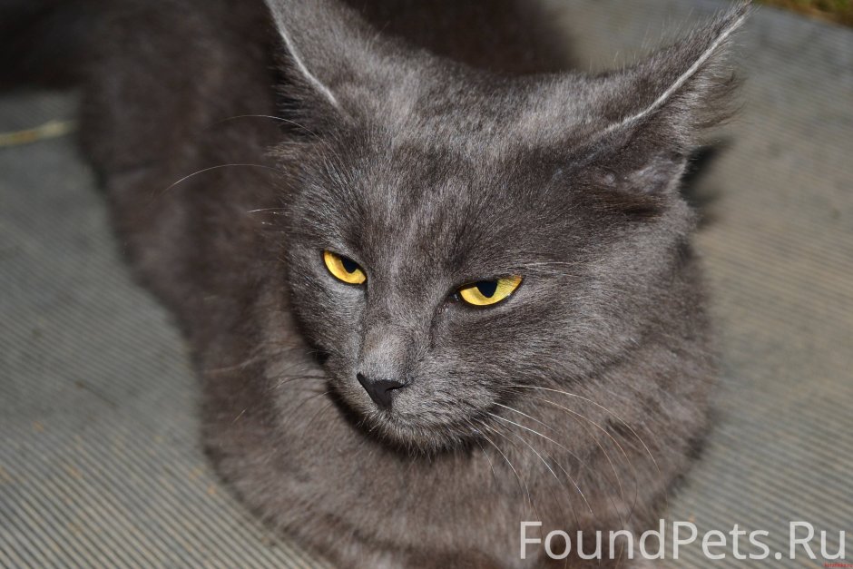 Кота Нибелунга поза боком