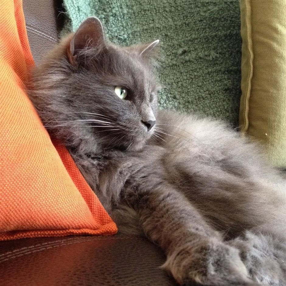 Нибелунг кошка метис