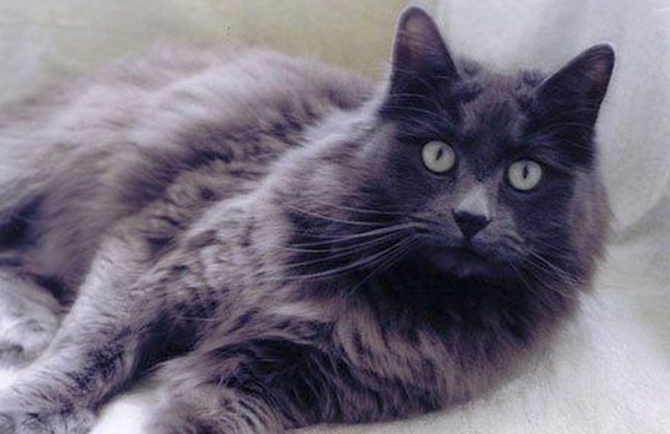 Сибирский Нибелунг длинношерстный