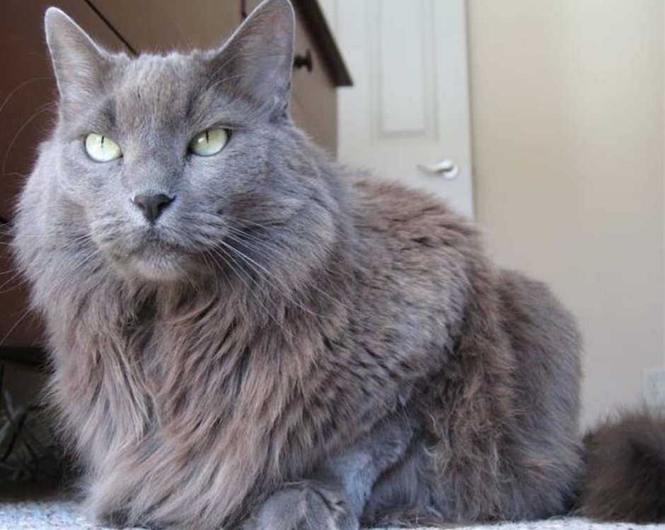 Сибирский Нибелунг длинношерстный