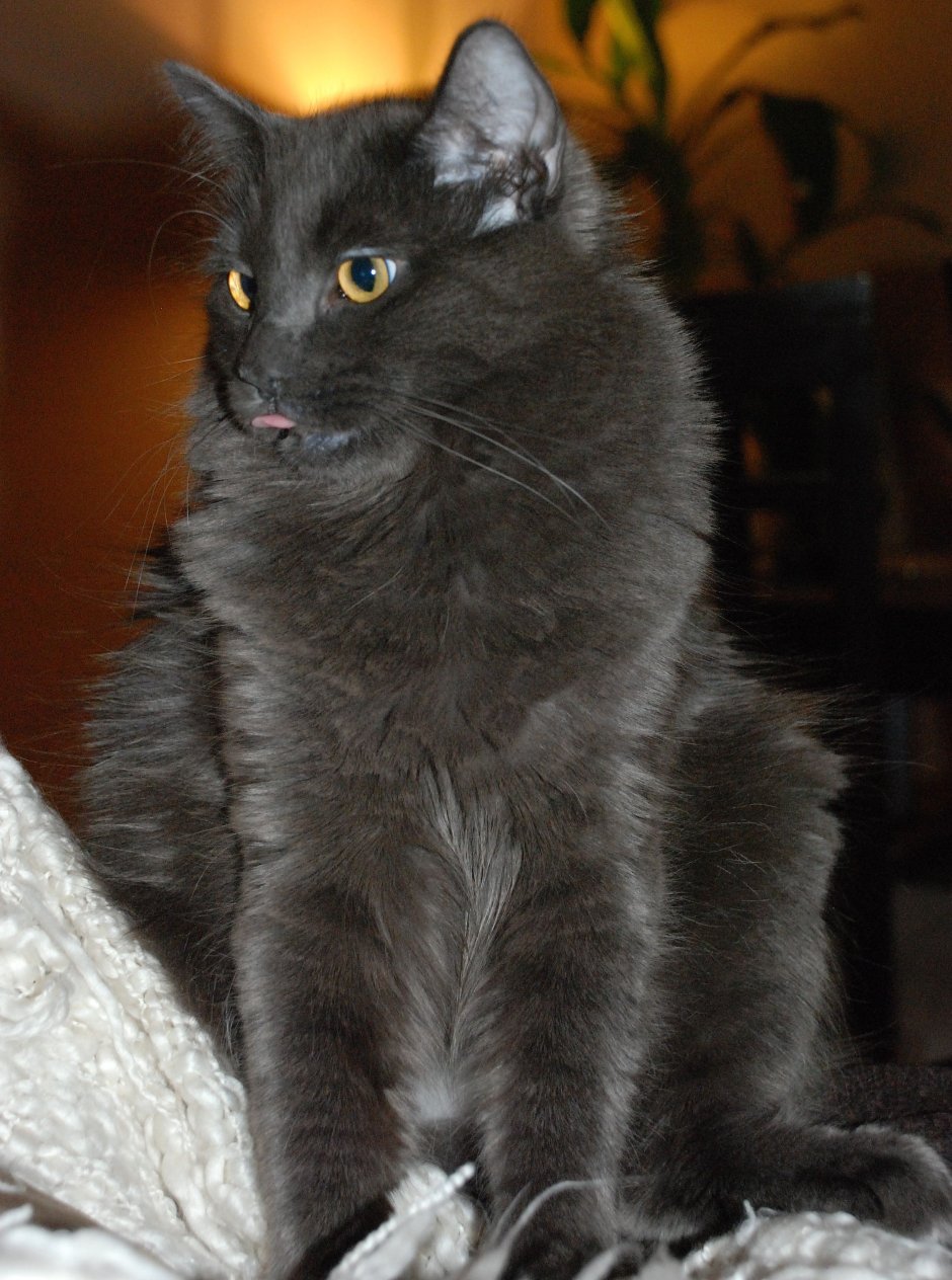 Сибирский Нибелунг метис