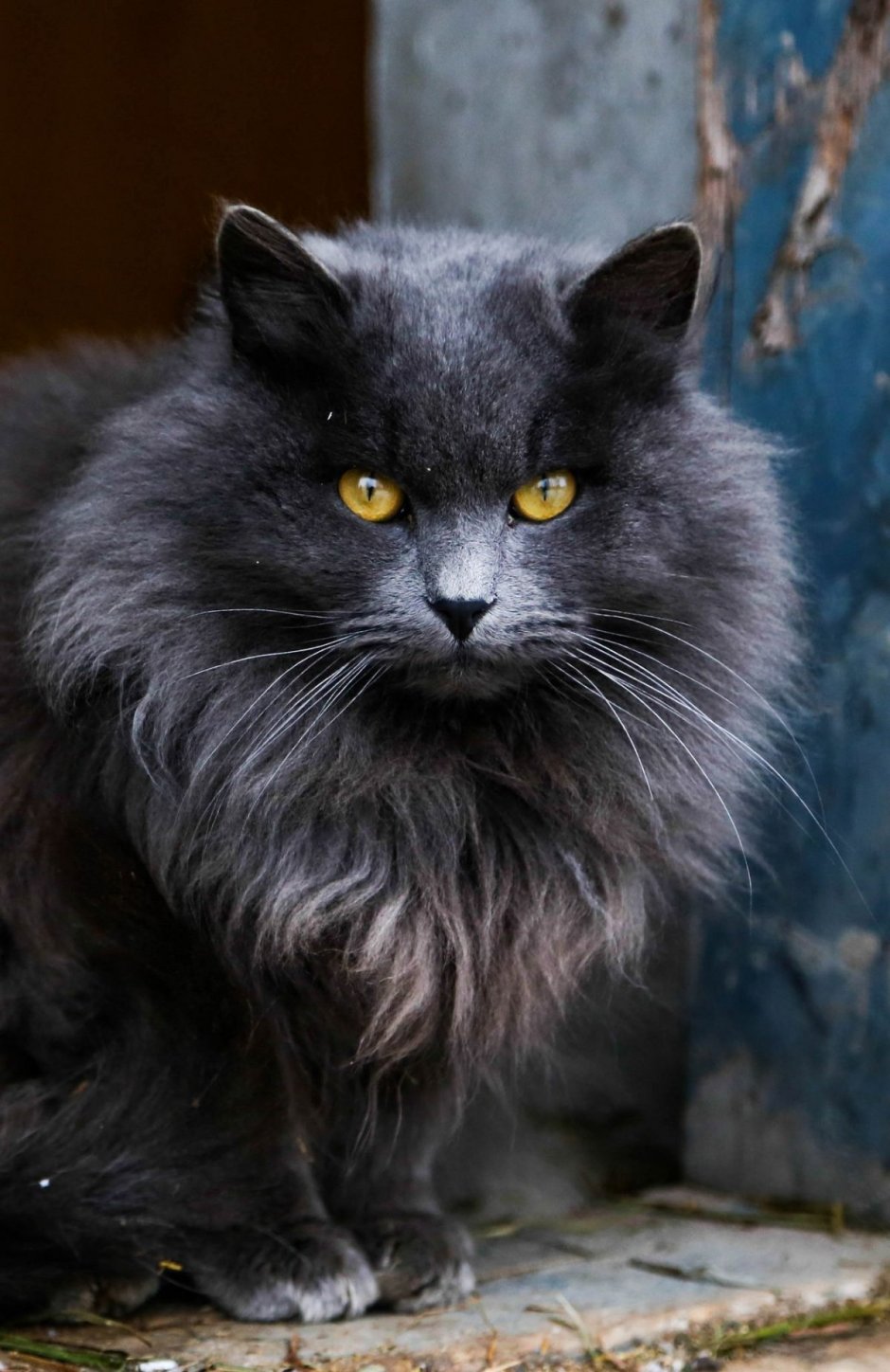 Сибирский Нибелунг длинношерстный