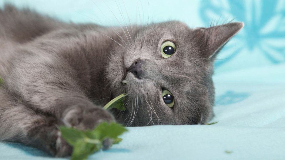 Мейн кун американский енотовый