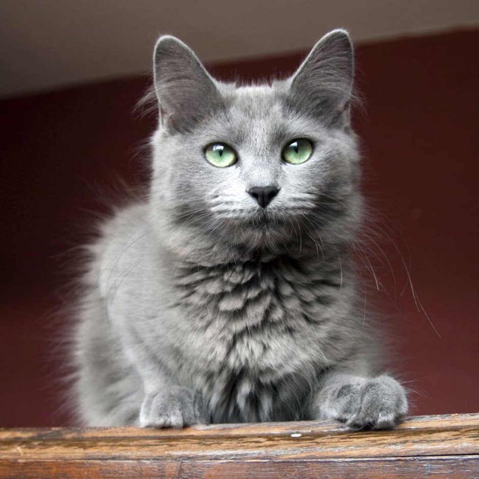 Нибелунг трехцветный