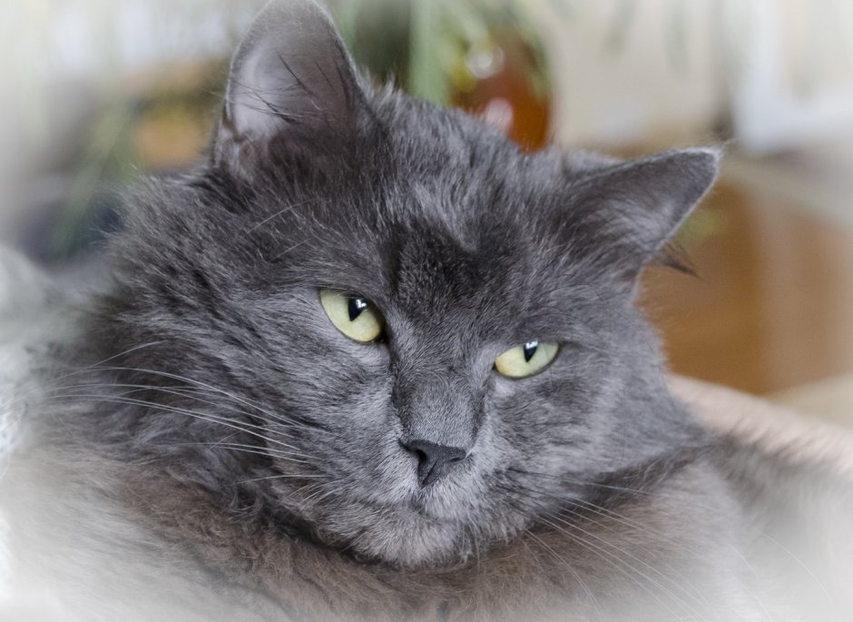 Нибелунг голубой Солид