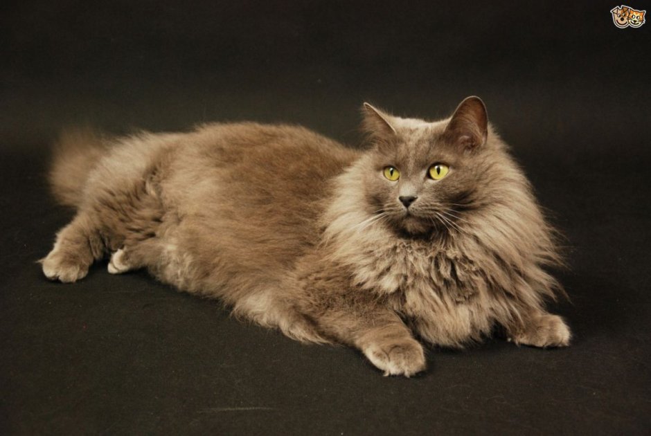 Нибелунг Илая