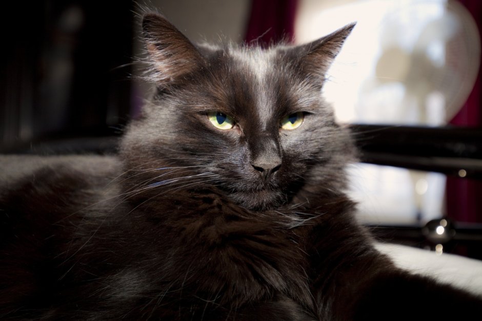 Сибирский Нибелунг длинношерстный