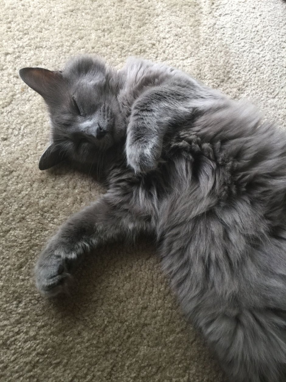 Сибирский Нибелунг длинношерстный кот