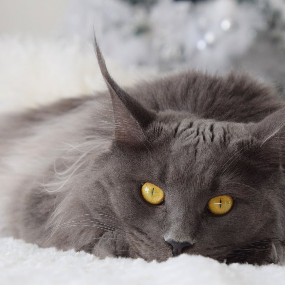 Небелунгская кошка