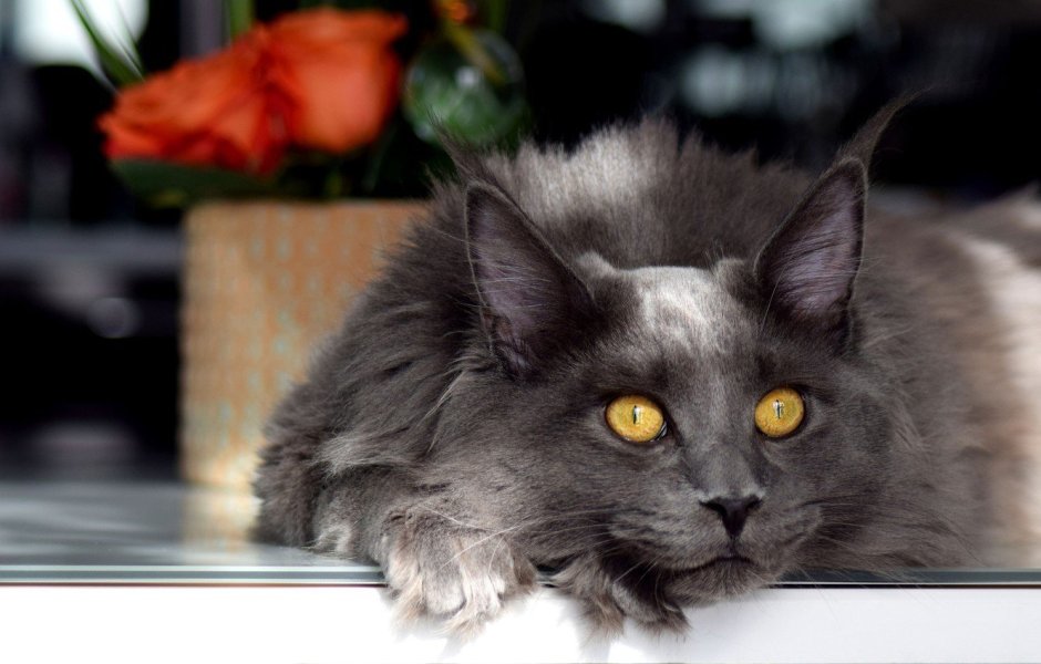 Кот пес фото Шахунья