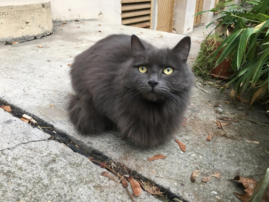 Нибелунг говорящие кошки