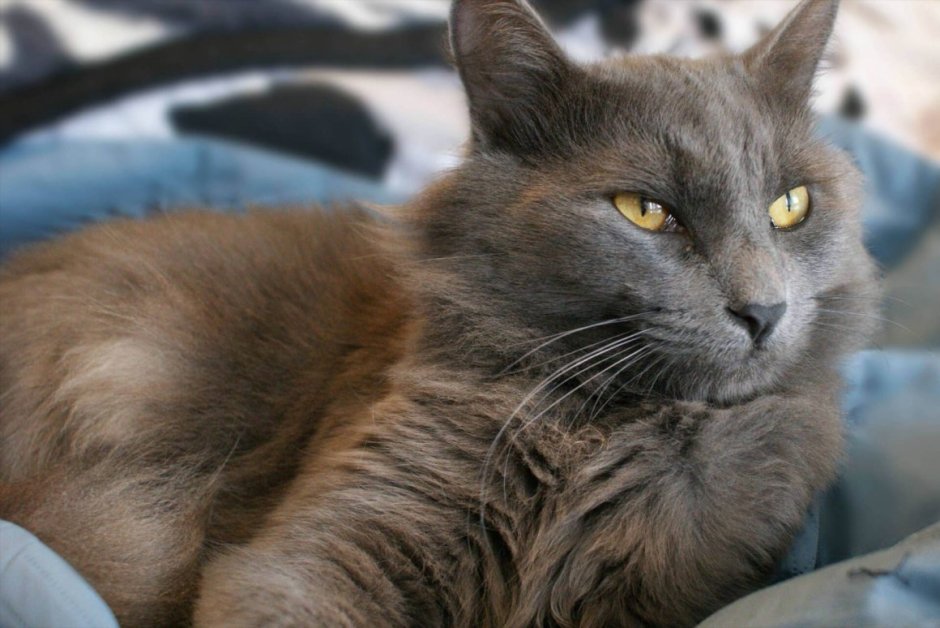 Нибелунг порода кошек черный