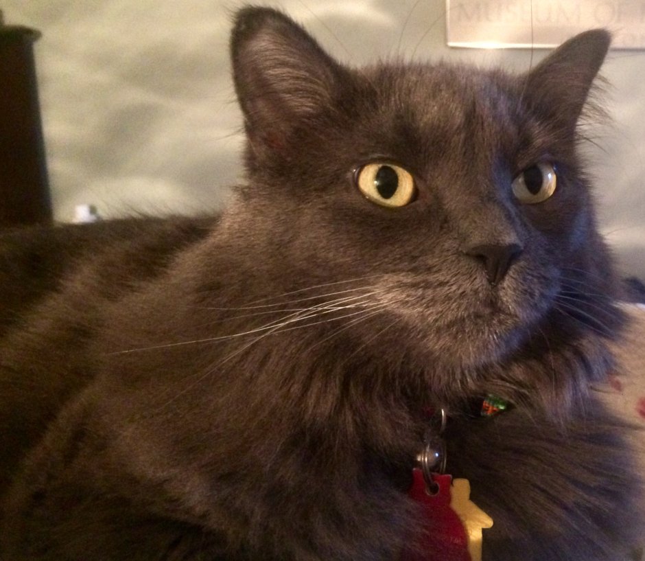 Сибирский Нибелунг