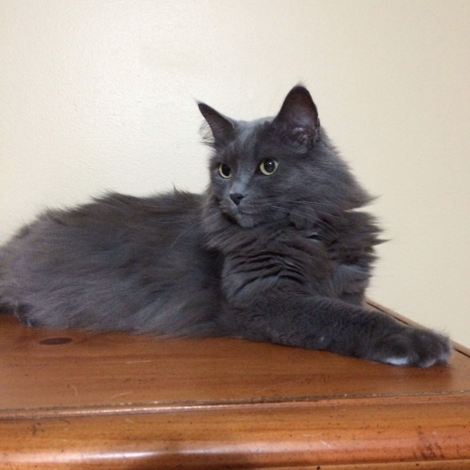 Сибирский Нибелунг длинношерстный кот дымчатый