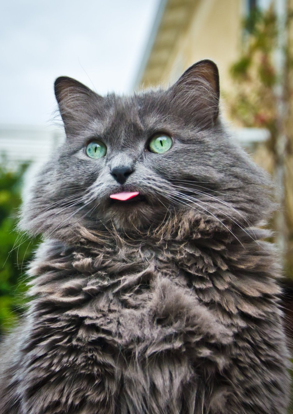 Сибирский Нибелунг длинношерстный кот дымчатый