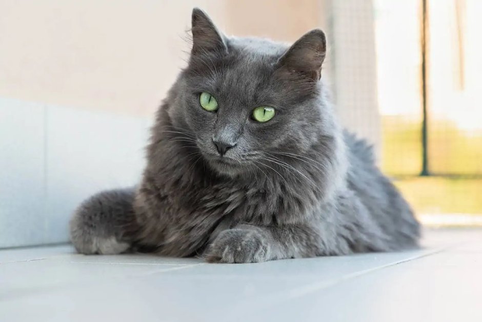 Коты нибелунги