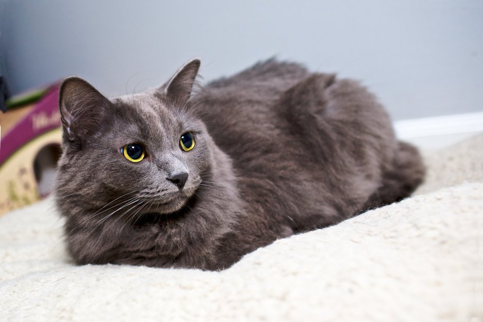 Нибелунг рыжий