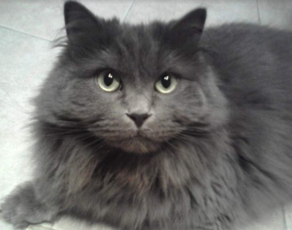 Сибирский Нибелунг длинношерстный