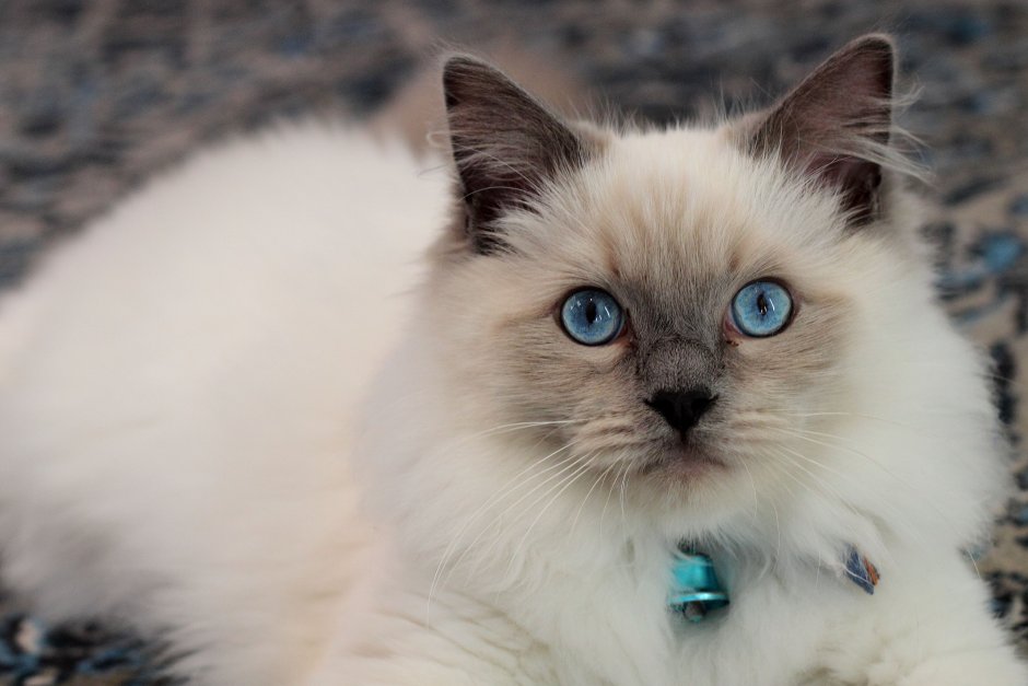 Котята породы Рэгдолл