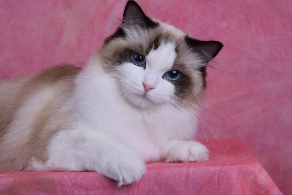 Рэгдолл кошка