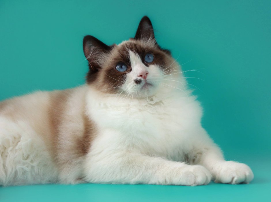 Коты Рэгдолл