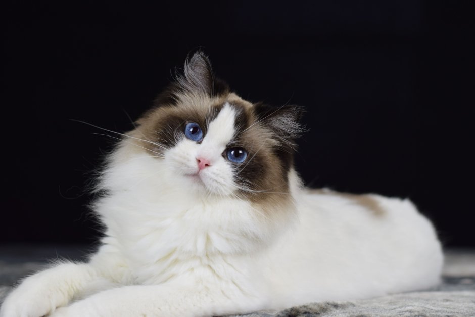 Котята породы Рэгдолл