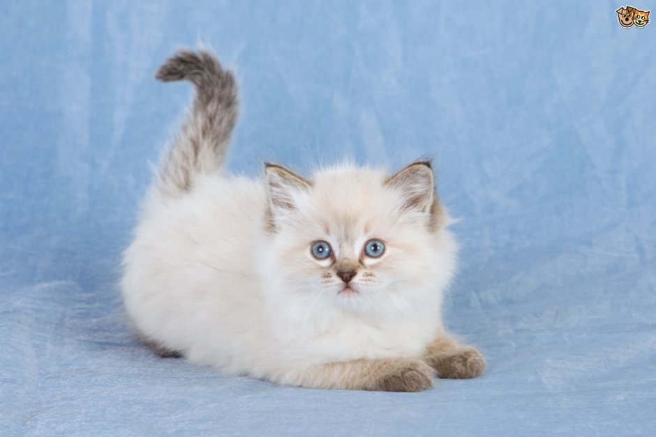 Котята породы Рэгдолл