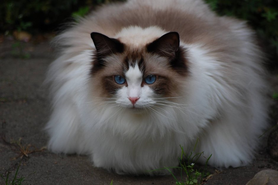 Кот Рэгдолл