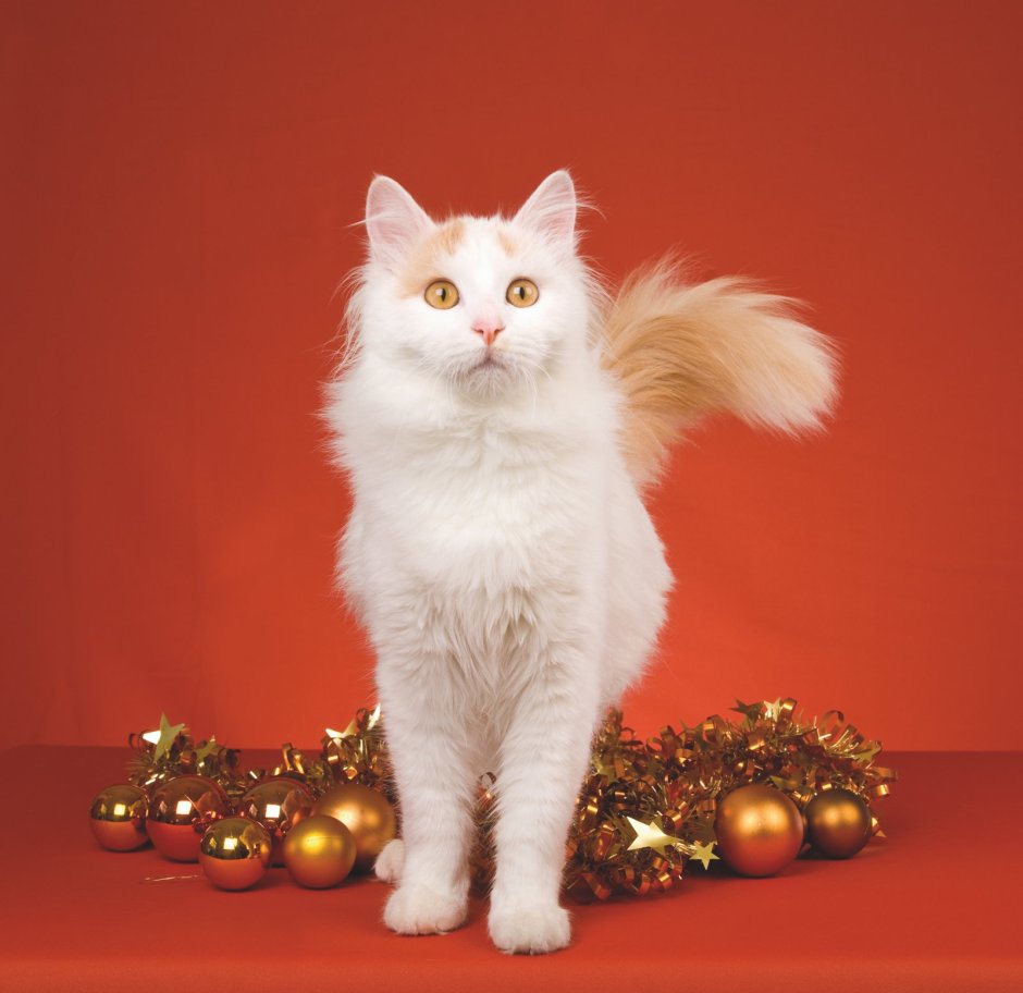 Huge festive Cat