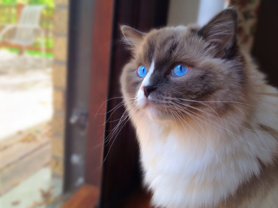 Ред кошка