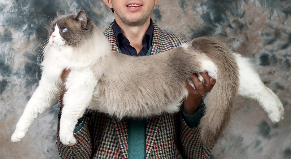 Рэгдолл взрослая кошка