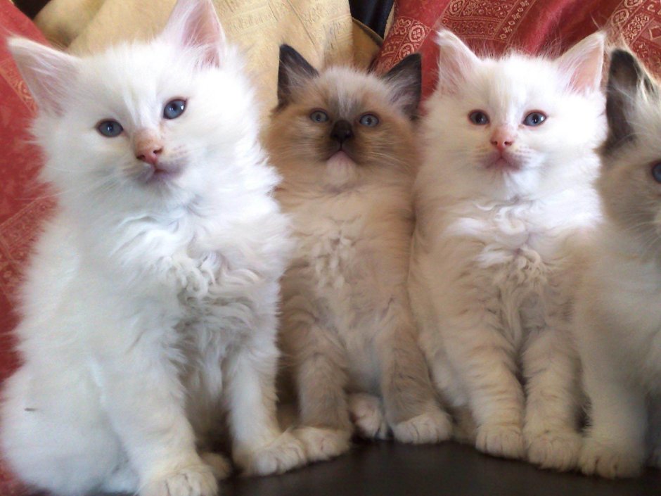 Рэгдолл кошка