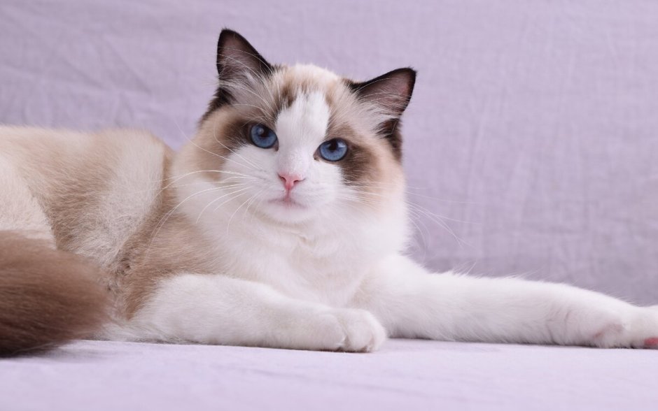 Кот Рэгдолл короткошерстный