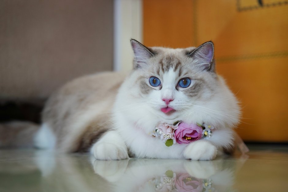 Рэгдолл кошка