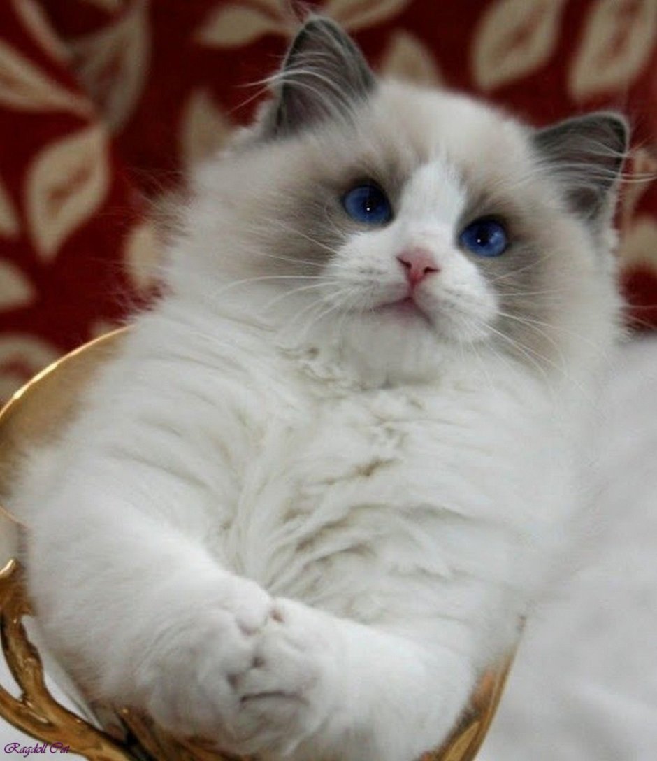 Котята породы Рэгдолл