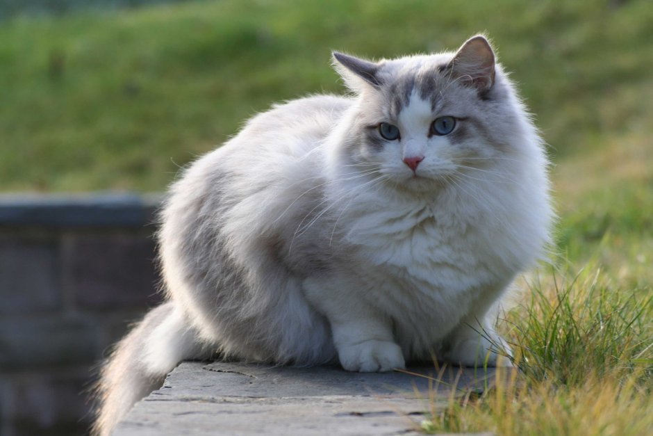 Коты с покладистым характером