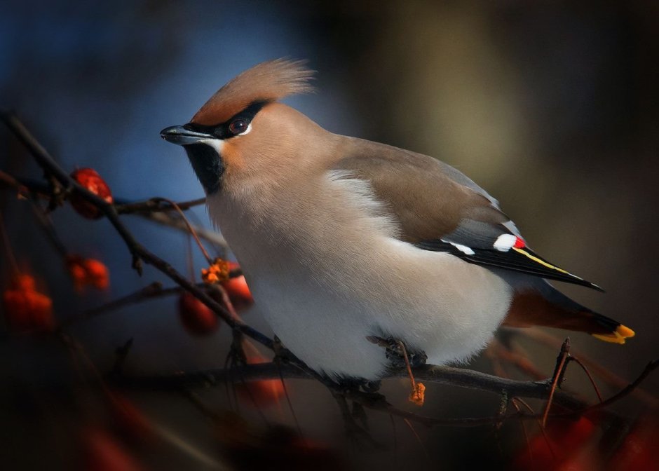 Дрозд свиристель Крымский