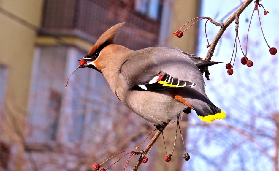 Свиристель Сибирская