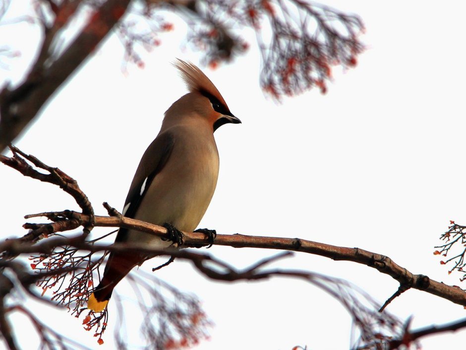 Свиристель Южного Урала