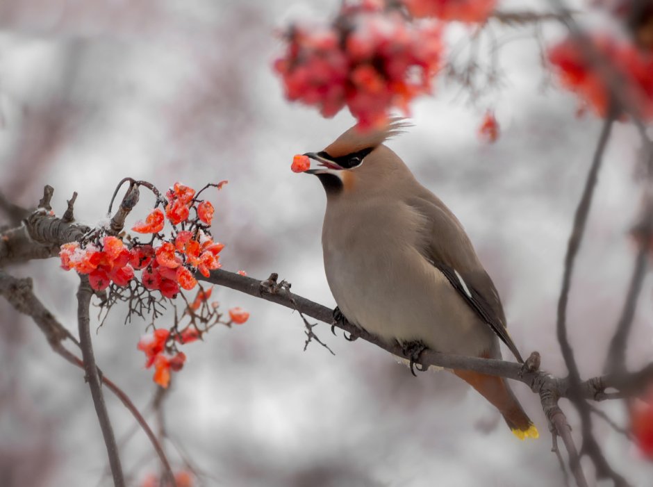 Свиристель на рябине