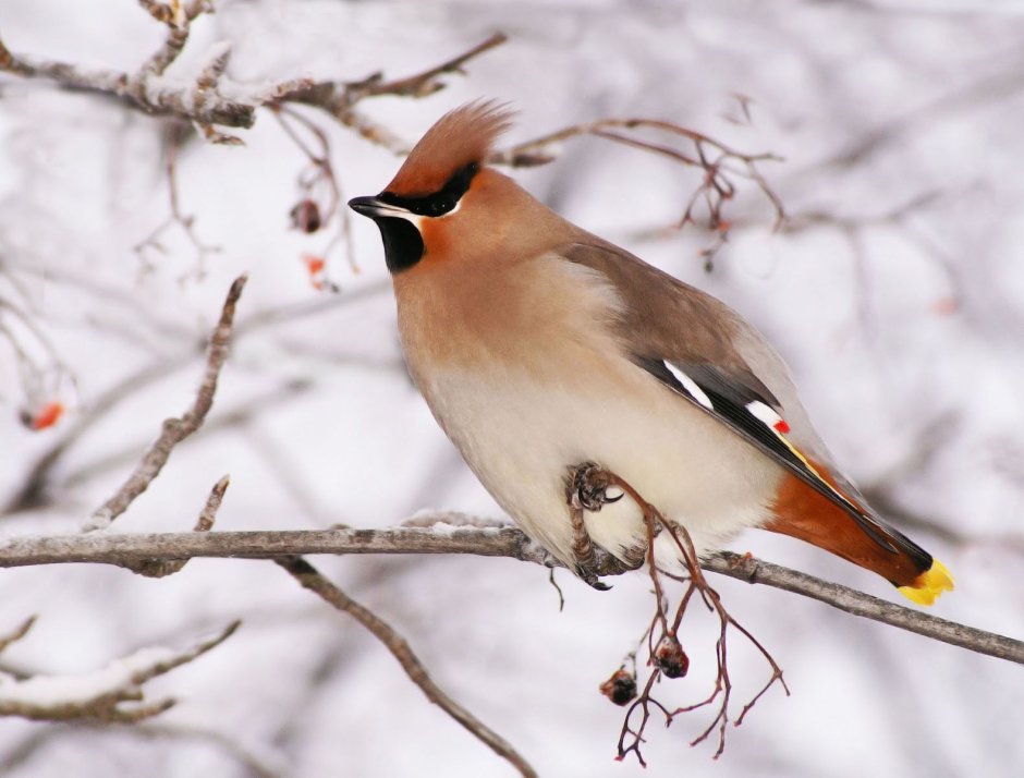Хохлатая свиристель