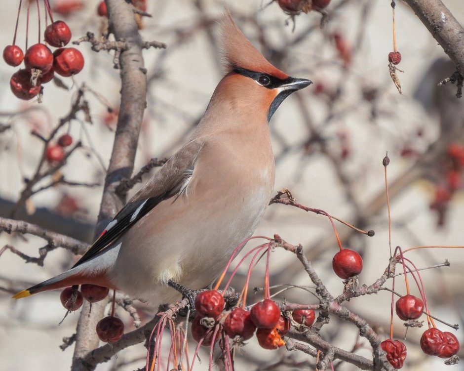 Свиристель зимующая
