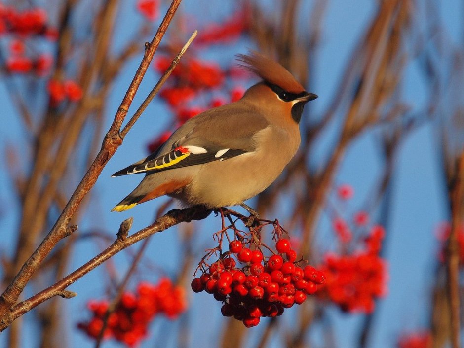 Свиристель в Мурманске