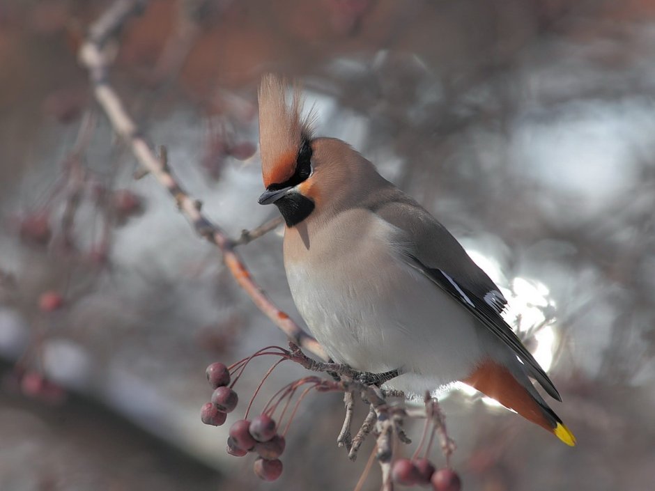 Дрозд рябинник с хохолком