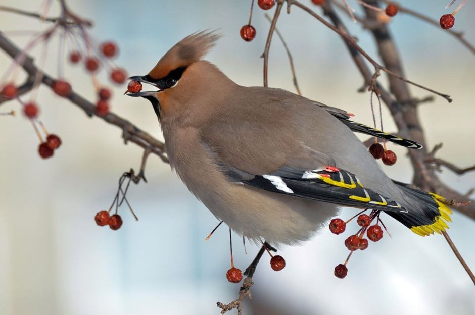 Японский свиристель